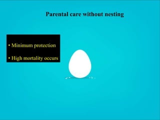 24
Parental care without nesting
• Minimum protection
• High mortality occurs
 