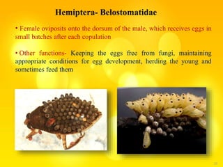 25
Hemiptera- Belostomatidae
• Female oviposits onto the dorsum of the male, which receives eggs in
small batches after each copulation
• Other functions- Keeping the eggs free from fungi, maintaining
appropriate conditions for egg development, herding the young and
sometimes feed them
 