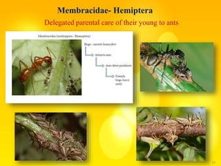 26
Membracidae- Hemiptera
Delegated parental care of their young to ants
 