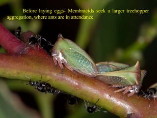 27
Before laying eggs- Membracids seek a larger treehopper
aggregation, where ants are in attendance
 