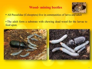 28
Wood- mining beetles
• All Passalidae (Coleoptera) live in communities of larva and adult
• The adult form a substrate with chewing dead wood for the larvae to
feed upon
 