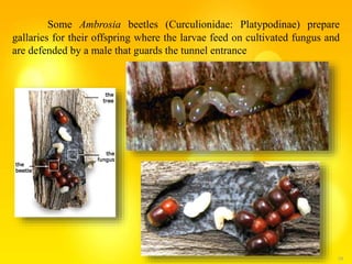 29
Some Ambrosia beetles (Curculionidae: Platypodinae) prepare
gallaries for their offspring where the larvae feed on cultivated fungus and
are defended by a male that guards the tunnel entrance
 