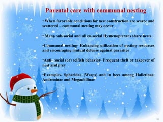 30
Parental care with communal nesting
• When favorable conditions for nest construction are scarce and
scattered – communal nesting may occur
• Many sub-social and all eu-social Hymenopterans share nests
•Communal nesting- Enhancing utilization of nesting resources
and encouraging mutual defense against parasites
•Anti- social (or) selfish behavior- Frequent theft or takeover of
nest and prey
•Examples- Sphecidae (Wasps) and in bees among Halictinae,
Andreninae and Megachilinae
 