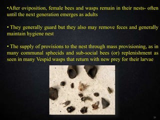 31
•After oviposition, female bees and wasps remain in their nests- often
until the next generation emerges as adults
• They generally guard but they also may remove feces and generally
maintain hygiene nest
• The supply of provisions to the nest through mass provisioning, as in
many communal sphecids and sub-social bees (or) replenishment as
seen in many Vespid wasps that return with new prey for their larvae
 