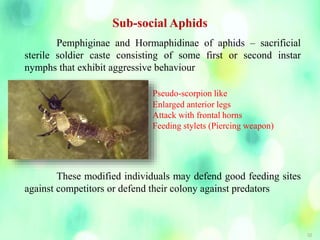 32
Sub-social Aphids
Pemphiginae and Hormaphidinae of aphids – sacrificial
sterile soldier caste consisting of some first or second instar
nymphs that exhibit aggressive behaviour
Pseudo-scorpion like
Enlarged anterior legs
Attack with frontal horns
Feeding stylets (Piercing weapon)
These modified individuals may defend good feeding sites
against competitors or defend their colony against predators
 