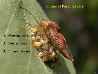 34
Forms of Parental care
1. Maternal care
2. Paternal care
3. Biparental care
 
