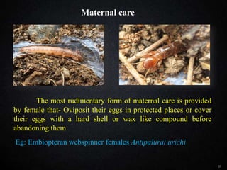 MATERNAL CARE
35
The most rudimentary form of maternal care is provided
by female that- Oviposit their eggs in protected places or cover
their eggs with a hard shell or wax like compound before
abandoning them
Eg: Embiopteran webspinner females Antipalurai urichi
Maternal care
 