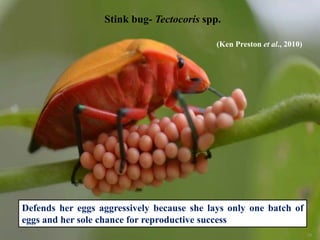 36
Stink bug- Tectocoris spp.
Defends her eggs aggressively because she lays only one batch of
eggs and her sole chance for reproductive success
(Ken Preston et al., 2010)
 