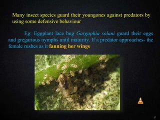 Many species of insects guard their youngones
against predators by using defensive behaviour
37
Eg: Eggplant lace bug Gargaphia solani guard their eggs
and gregarious nymphs until maturity. If a predator approaches- the
female rushes as it fanning her wings
Many insect species guard their youngones against predators by
using some defensive behaviour
 