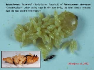 38
Sclerodermus harmandi (Bethylidae)- Parasitoid of Monochamus alternatus
(Cerambycidae). After laying eggs in the host body, the adult female remains
near the eggs until the emergence
(Zhenjie et al.,2012)
 