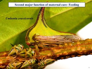 39
Second major function of maternal care- Feeding
Umbonia crassicornis
 