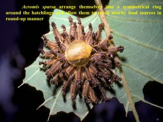 40
Acromis sparsa arrange themselves into a symmetrical ring
around the hatchlings and allow them to reach nearby food sources in
round-up manner
 