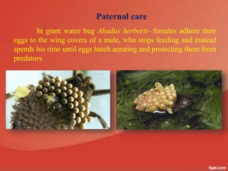 41
Paternal care
In giant water bug Abadus herberti- females adhere their
eggs to the wing covers of a male, who stops feeding and instead
spends his time until eggs hatch aerating and protecting them from
predators
 