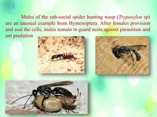 42
Males of the sub-social spider hunting wasp (Trypoxylon sp)
are an unusual example from Hymenoptera. After females provision
and seal the cells, males remain to guard nests against parasitism and
ant predation
 