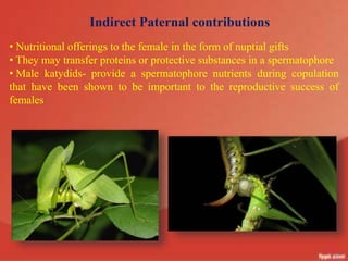 43
Indirect Paternal contributions
• Nutritional offerings to the female in the form of nuptial gifts
• They may transfer proteins or protective substances in a spermatophore
• Male katydids- provide a spermatophore nutrients during copulation
that have been shown to be important to the reproductive success of
females
 