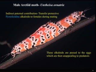 44
Male Arctiid moth- Utetheisa ornatrix
Indirect paternal contribution- Transfer protective
Pyrrolizidine alkaloids to females during mating
These alkaloids are passed to the eggs
which are then unappealing to predators
 