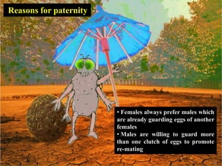 45
Reasons for paternity
• Females always prefer males which
are already guarding eggs of another
females
• Males are willing to guard more
than one clutch of eggs to promote
re-mating
 