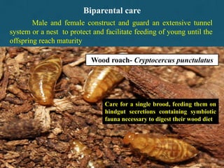 46
Biparental care
Male and female construct and guard an extensive tunnel
system or a nest to protect and facilitate feeding of young until the
offspring reach maturity
Wood roach- Cryptocercus punctulatus
Care for a single brood, feeding them on
hindgut secretions containing symbiotic
fauna necessary to digest their wood diet
 