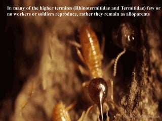 47
In many of the higher termites (Rhinotermitidae and Termitidae) few or
no workers or soldiers reproduce, rather they remain as alloparents
 