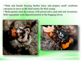 48
• Male and female burying beetles burry and prepare small vertebrate
carcasses to serve as the food source for their young
• Both parents treat the carcass with preservative anal and oral secretions;
both regurgitate semi-digested protein to the begging larvae
 