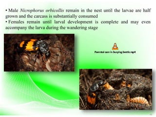 49
• Male Nicrophorus orbicollis remain in the nest until the larvae are half
grown and the carcass is substantially consumed
• Females remain until larval development is complete and may even
accompany the larva during the wandering stage
 