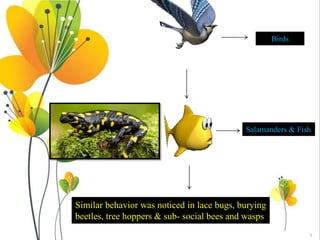 5
Similar behavior was noticed in lace bugs, burying
beetles, tree hoppers & sub- social bees and wasps
Birds
Salamanders & Fish
 