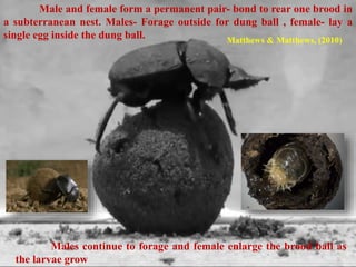 50
Male and female form a permanent pair- bond to rear one brood in
a subterranean nest. Males- Forage outside for dung ball , female- lay a
single egg inside the dung ball.
Males continue to forage and female enlarge the brood ball as
the larvae grow
Matthews & Matthews, (2010)
 