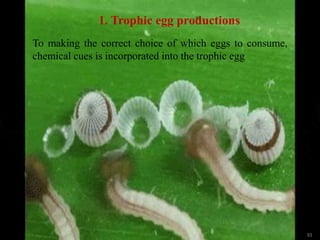 53
1. Trophic egg productions
To making the correct choice of which eggs to consume,
chemical cues is incorporated into the trophic egg
 
