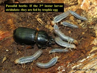 54
Passalid beetle- If the 3rd instar larvae
stridulate- they are fed by trophic egg
(Philipi et al., 2008)
 