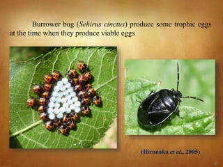 55
Burrower bug (Sehirus cinctus) produce some trophic eggs
at the time when they produce viable eggs
(Hironaka et al., 2005)
 