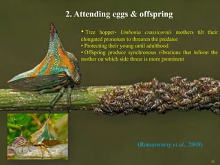 2. Attending eggs & offspring
56
• Tree hopper- Umbonia crassicornis mothers tilt their
elongated pronotum to threaten the predator
• Protecting their young until adulthood
• Offspring produce synchronous vibrations that inform the
mother on which side threat is more prominent
(Ramaswamy et al., 2009)
2. Attending eggs & offspring
 