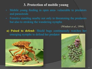 3. Protection of mobile young
• Mobile young feeding in open area- vulnerable to predators
and parasitoids
• Females standing nearby not only to threatening the predators
but also to stroking the wandering nymphs
(Windsor et al., 1994)
a) Poised to defend- Shield bugs continuously watches her
emerging nymphs to defend her predator
57
 