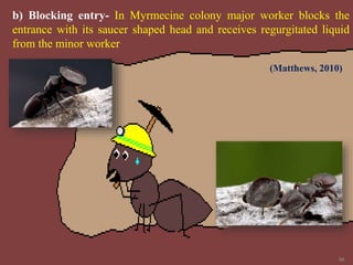 58
b) Blocking entry- In Myrmecine colony major worker blocks the
entrance with its saucer shaped head and receives regurgitated liquid
from the minor worker
(Matthews, 2010)
 