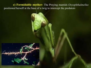 59
c) Formidable mother- The Preying mantids Oxyophthalmellus
positioned herself at the base of a twig to intercept the predators
 