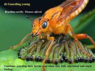 60
d) Guarding young
Brazilian sawfly- Themos olfersii
Continues guarding their larvae even when they fully sclerotized and starts
feeding
 