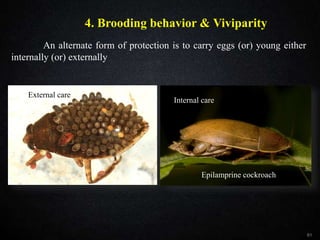 61
4. Brooding behavior & Viviparity
An alternate form of protection is to carry eggs (or) young either
internally (or) externally
External care
Epilamprine cockroach
Internal care
 