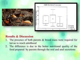69
Results & Discussion
1. The presence of both parents & brood mass were required for
larvae to reach adulthood
2. The difference is due to the better nutritional quality of the
food prepared by parents through the oral and anal secretions
 