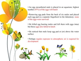 71
• An egg encumbered male is placed in an aquarium, highest
number (97%) of the eggs will hatch
• Removing egg pads from the back of six males and placed
each egg pad in a separate fingerbowl in the laboratory- none
of the eggs were survived
• He killed egg bearing males and left them with eggs intact
but these eggs also failed to hatch
• He noticed that male keep egg pad at (or) above the water
surface
• Perhaps regular exposure to atmospheric air is required for
development
 