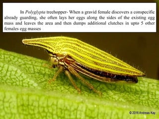 8
In Polyglypta treehopper- When a gravid female discovers a conspecific
already guarding, she often lays her eggs along the sides of the existing egg
mass and leaves the area and then dumps additional clutches in upto 5 other
females egg masses
 
