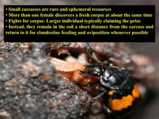 9
• Small carcasses are rare and ephemeral resources
• More than one female discovers a fresh corpse at about the same time
• Fights for corpse- Larger individual typically claiming the prize
• Instead, they remain in the soil a short distance from the carcass and
return to it for clandestine feeding and oviposition whenever possible
 
