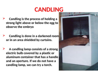 CANDLING
 Candling is the process of holding a
strong light above or below the egg to
observe the embryo
 Candling is done in a darkened room
or in an area shielded by curtains.
 A candling lamp consists of a strong
electric bulb covered by a plastic or
aluminum container that has a handle
and an aperture. If we do not have a
candling lamp, we can try a torch.
 