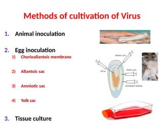 Methods of cultivation of Virus
1. Animal inoculation
2. Egg inoculation
1) Chorioallantoic membrane
2) Allantoic sac
3) Amniotic sac
4) Yolk sac
3. Tissue culture
 