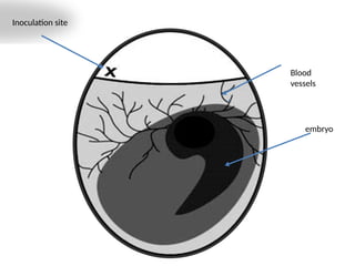 Inoculation site
embryo
Blood
vessels
 