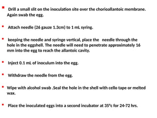  Drill a small slit on the inoculation site over the chorioallantoic membrane.
Again swab the egg.
 Attach needle (26 gauze 1.3cm) to 1 mL syring.
 keeping the needle and syringe vertical, place the needle through the
hole in the eggshell. The needle will need to penetrate approximately 16
mm into the egg to reach the allantoic cavity.
 Inject 0.1 mL of inoculum into the egg.
 Withdraw the needle from the egg.
 Wipe with alcohol swab .Seal the hole in the shell with cello tape or melted
wax.
 Place the inoculated eggs into a second incubator at 35°c for 24-72 hrs.
 