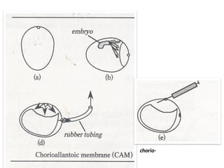 : Schematic diagram of the of chorio-
allantoic membrane
 