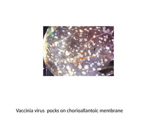 vavirus pocks on the chorio-allantoic membrane
Vaccinia virus pocks on chorioallantoic membrane
 