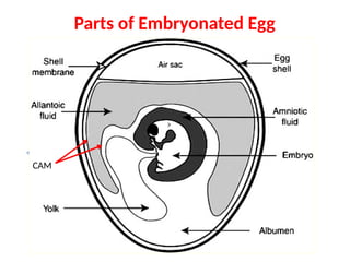 Parts of Embryonated Egg
CAM
 
