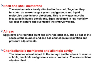 Shell and shell membrane
The membrane is closely attached to the shell. Together they
function as an exchange system and gaseous and liquid
molecules pass in both directions. This is why eggs must be
incubated in humid conditions. Eggs incubated in low humidity
will lose moisture and eventually the embryo will die.
Air sac
Eggs have one rounded blunt and other pointed end. The air sac is the
space at the rounded end and has a function in respiration and
pressure adjustments.
Chorioallantoic membrane and allantoic cavity
The membrane is attached to the embryo and functions to remove
soluble, insoluble and gaseous waste products. The sac contains
allantoic fluid. .
 