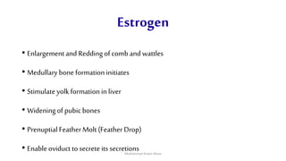 Estrogen
• Enlargementand Reddingof comb and wattles
• Medullarybone formationinitiates
• Stimulateyolkformation in liver
• Wideningof pubic bones
• PrenuptialFeatherMolt (Feather Drop)
• Enable oviduct to secrete its secretionsMuhammad Arslan Musa
 