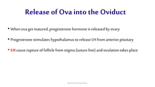 Release of Ova into the Oviduct
• Whenova get matured, progesterone hormone is released by ovary
• Progesterone stimulates hypothalamus to release LH from anterior pituitary
• LH cause rupture of follicle from stigma (suture line) and ovulation takes place
Muhammad Arslan Musa
 